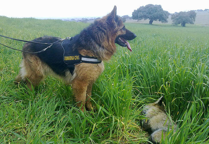 Reunimos a más de 100 expertos en las jornadas sobre delitos contra la fauna
