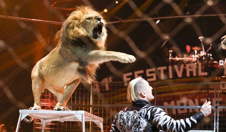 InfoCIRCOS pide a Europa la prohibición de los circos con animales salvajes