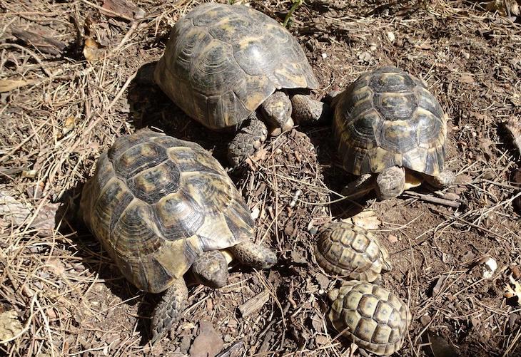 Miles de tortugas moras mueren en un centro de recuperación de Andalucía
