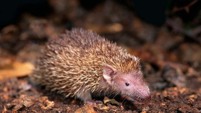 Los tenrecs de Madagascar al borde del abismo