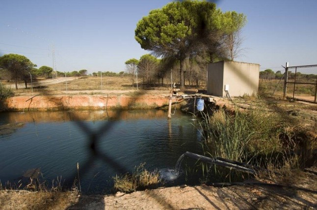 WWF pide al Gobierno que cierre "cientos" de pozos y miles de hectáreas de cultivos ilegales en Doñana