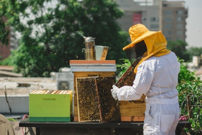 Málaga arranca la primera colmena urbana de polinización