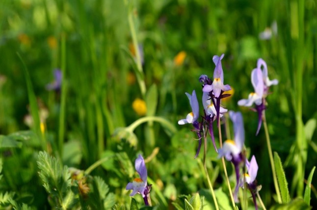 El hallazgo de una nueva especie botánica en el olivar andaluz sitúa este ecosistema como referente de la biodiversidad