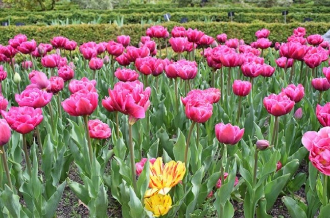 Fiesta de tulipanes en el Real Jardín Botánico