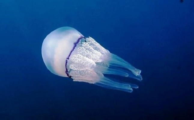 Investigadores del IEO prevén pocos ejemplares de medusas en el Mar Menor este verano