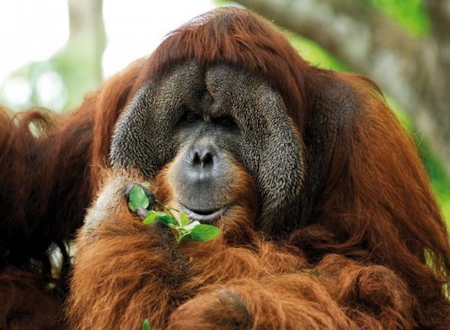 Los orangutanes son capaces de fabricar anzuelos para conseguir comida