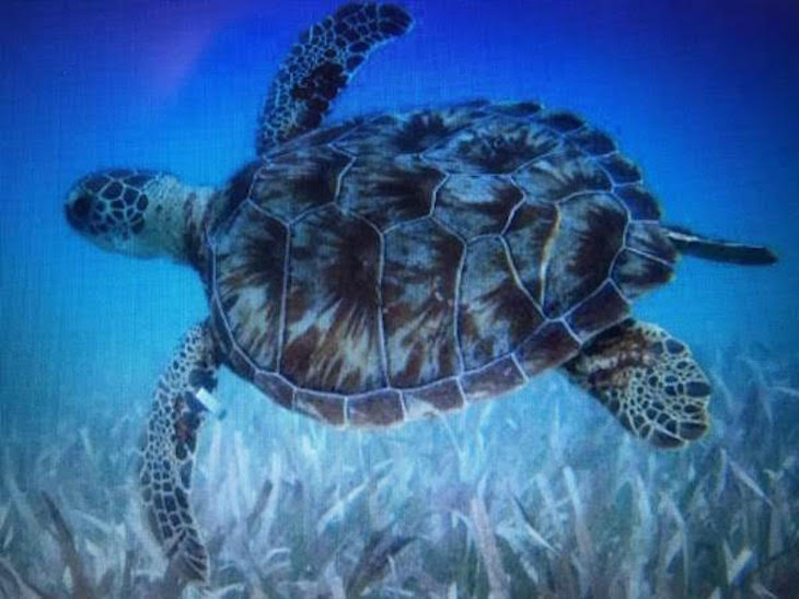 México alberga seis especies de tortugas marinas
