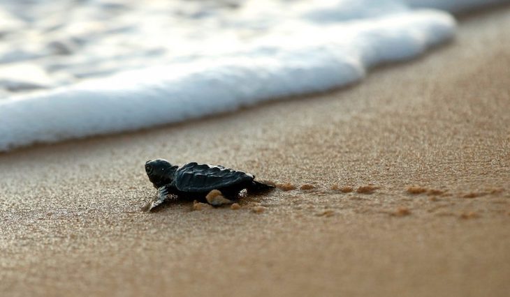 Ayuda ‘activamente’ a localizar y proteger los nidos de tortugas en las playas del Mediterráneo