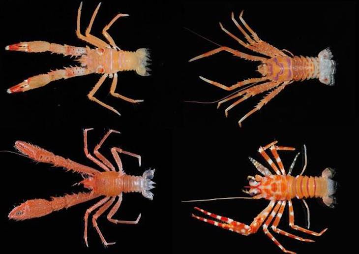 Describen varias especies de una familia de crustáceos conocidos como chinches de mar