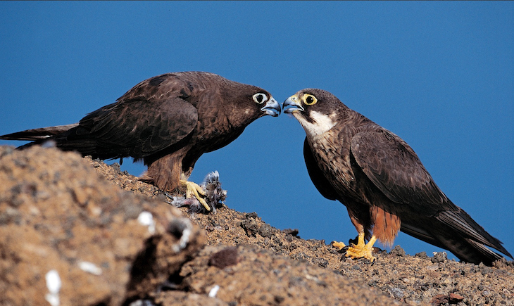 Los vientos alisios regulan la llegada de aves migratorias a Canarias y la reproducción de halcones