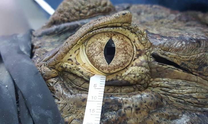 Las lágrimas del ser humano son muy parecidas a las de los reptiles y aves