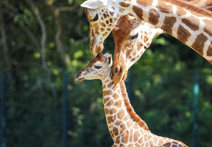 Herbívoros en riesgo de extinción