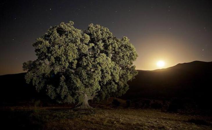 La encina milenaria de la Peana (Almería) debe protegerse sí o sí