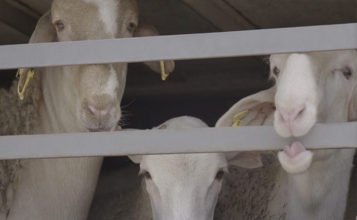 Holanda detiene la exportación de animales vivos por razones de bienestar animal