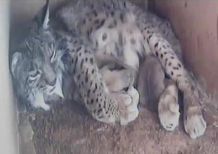 Aquí puedes ver a los tres linces recién nacidos por webcam y en directo