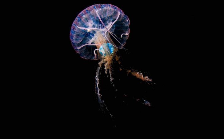 El plástico dentro de las medusas refleja el impacto de la contaminación de los océanos