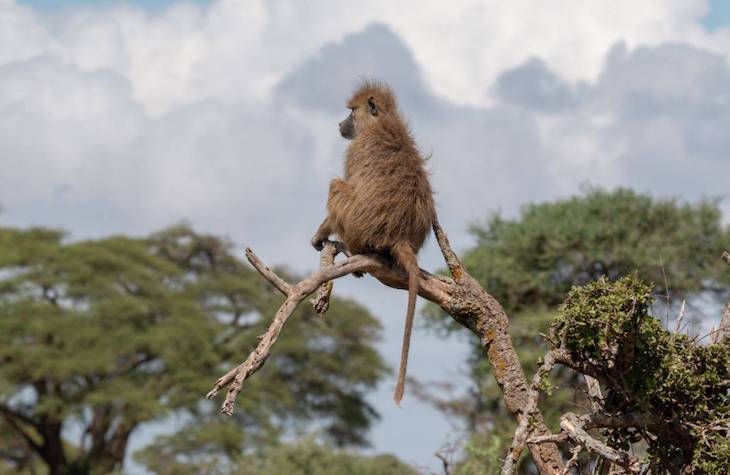 El estrés acorta la vida de los babuinos salvajes