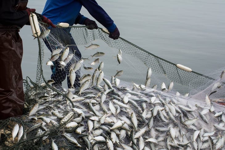 El calentamiento global depende del pescado