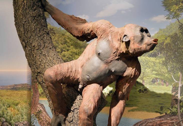 El oído interno de los primates del Mioceno esconde claves de la evolución humana