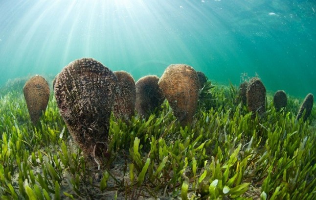 Un parásito está liquidando masivamente las nacras en el Mediterráneo