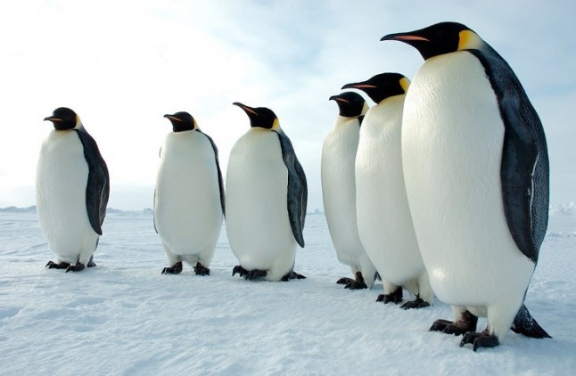 Pingüinos Emperador en el ‘peor escenario posible’