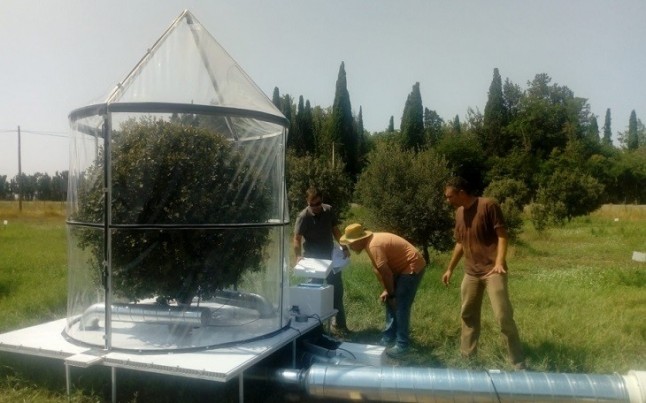 El CITA analiza el efecto de la poda de encinas truferas sobre la capacidad productiva y el consumo de agua