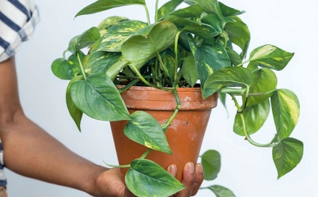 Una planta modificada genéticamente para limpiar el aire de las casas