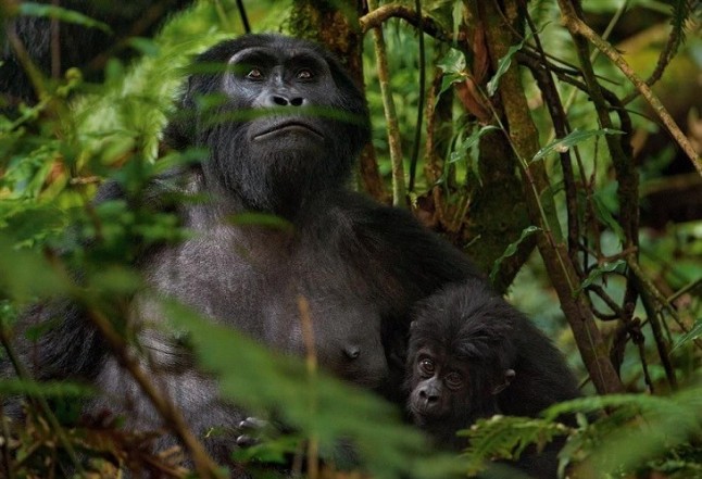 Parque Nacional Virunga: STOP al turismo