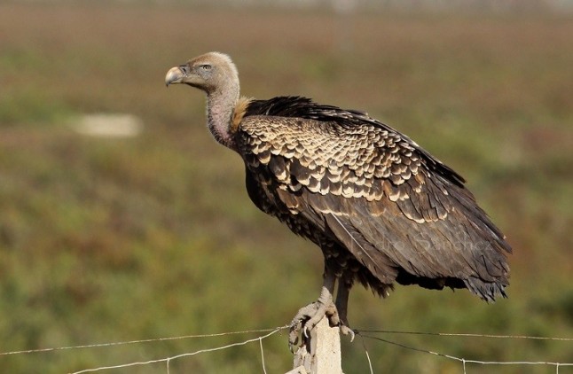 De Extremadura a Italia