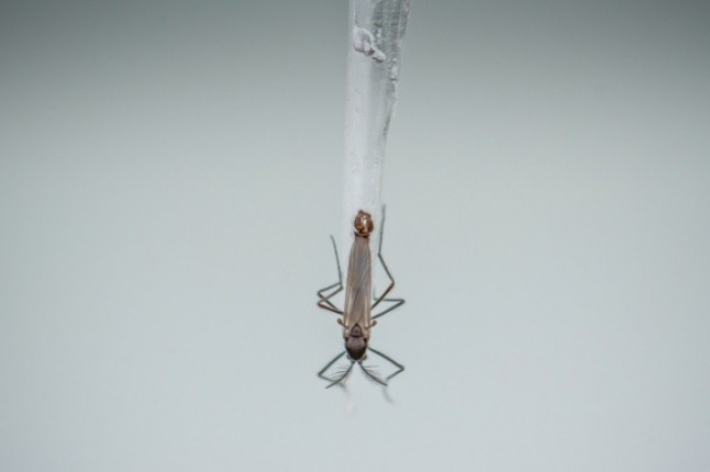 Una mosca antártica protege sus huevos con anticongelante