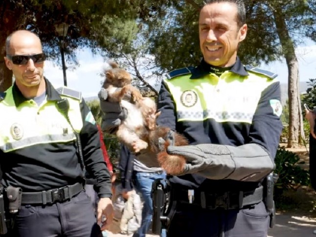 Agentes de la Policía Local de Málaga recuperan y trasladan al Zoosanitario a una ardilla herida