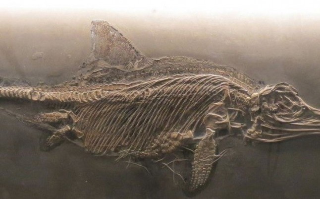 Un ictiosaurio con sangre caliente y grasa aislante