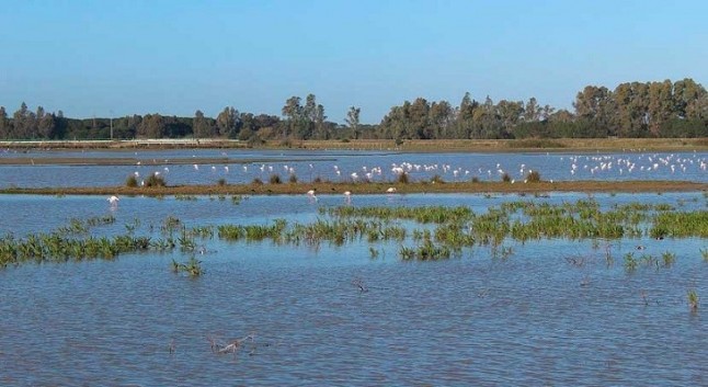 El Defensor pide a la CH del Guadalquivir más control y declarar acuíferos sobrexplotados las masas de agua de Doñana