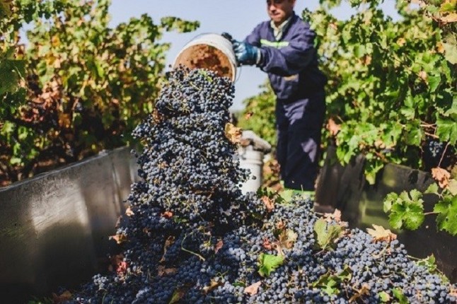 Producir energía verde a partir de las sobras del vino