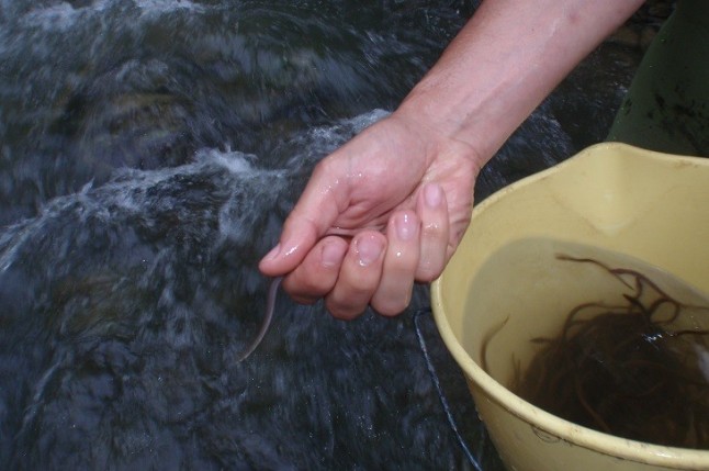 Proyecto SUDOANG para la recuperación de la anguila europea