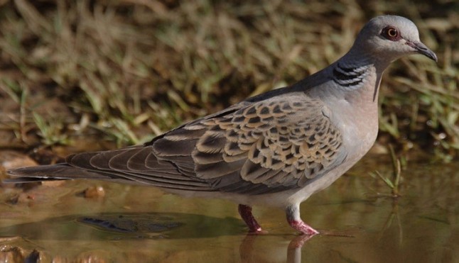 Los cazadores en pie de guerra contra la moratoria de la caza de la tórtola