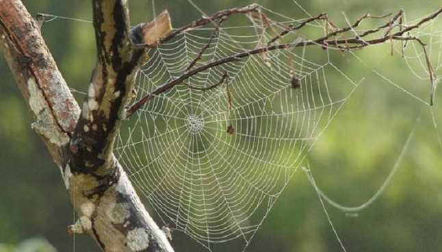 Se descubre un mecanismo clave para la resistencia de la seda de araña