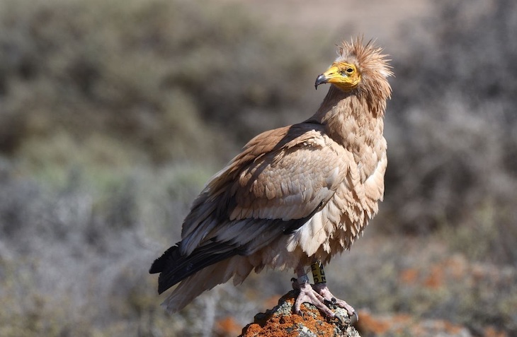 Las causas humanas están detrás de la mortalidad del alimoche común en el sureste de Europa y Oriente Medio
