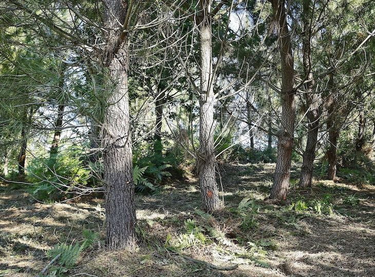 Lentitud en la aprobación del ‘Plan forestal de Galicia’