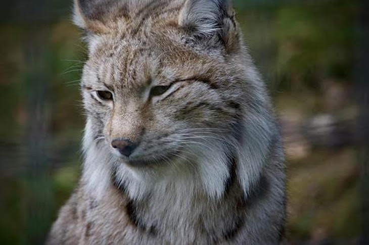 Día Mundial de la Vida Silvestre 2021