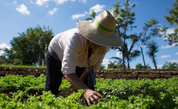 México invita a participar en capacitación técnica para la producción agroecológica