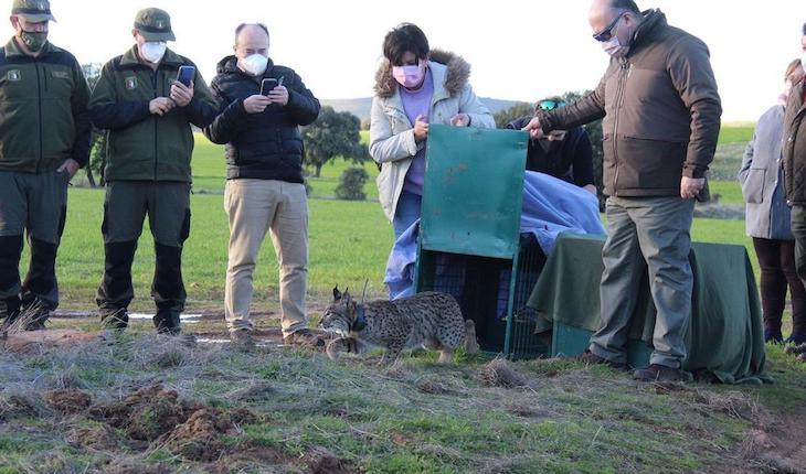 Dos linces ibéricos liberados en la provincia de Toledo