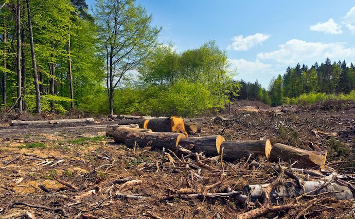 España es ‘incapaz’ de frenar la pérdida de biodiversidad