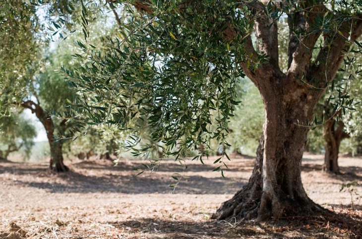 Naturaleza. Identifican genes del olivo resistentes a un hongo que provoca su seca