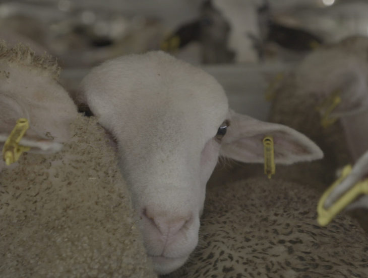 El Real Decreto sobre transporte de animales es ‘infumable’