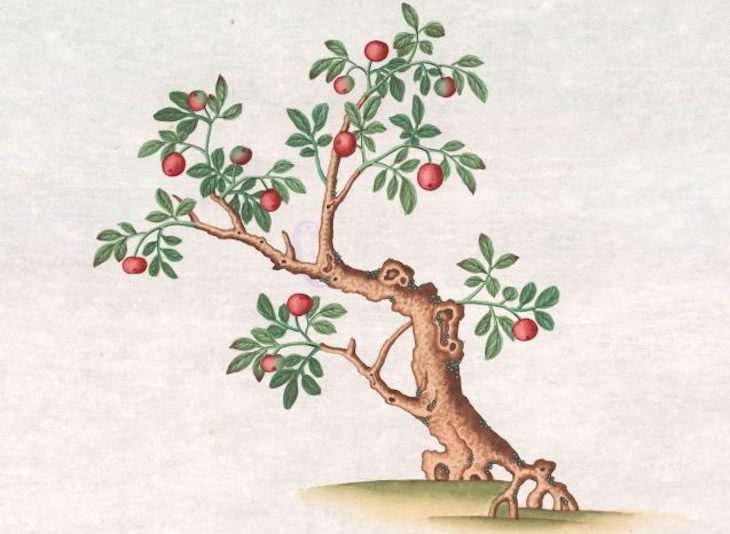 El Real Jardín Botánico muestra el arte botánico de Asia en la exposición Entre Manila y Cantón