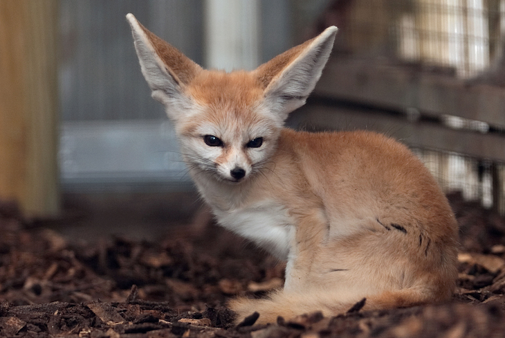 La tenencia de animales de compañía exóticos y sus consecuencias