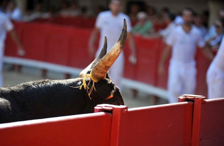 Una novillada en la Finca Los Cerros de la Higuera de la provincia de Segovia