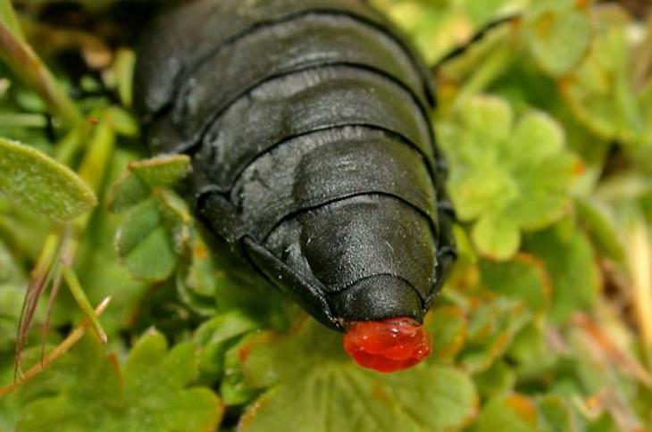 Hallan un nuevo mecanismo de defensa en las cantáridas