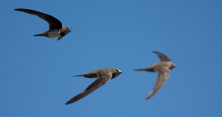 La protección de las aves migratorias es un ‘bioindicador’ clave de la calidad del planeta azul